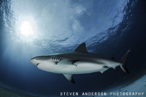 Reef Sharks are found on usually every dive throughout th... by Steven Anderson 